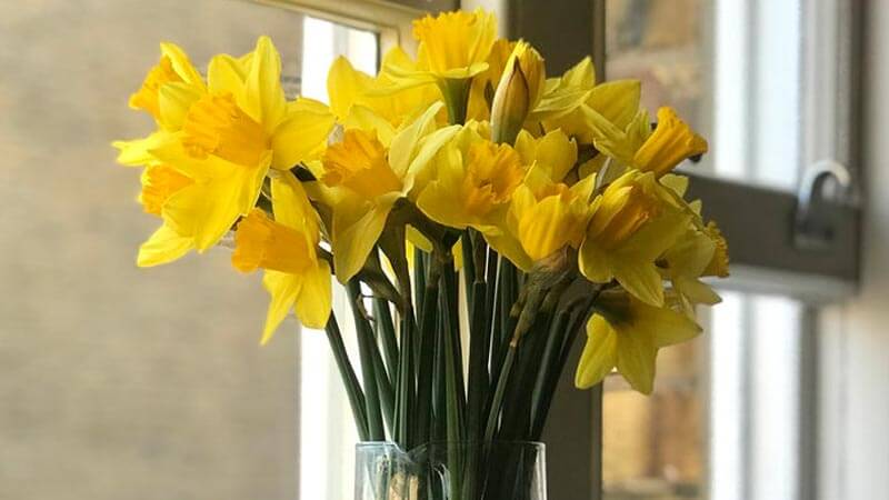 Bright yellow daffodils in a glass vase on a window sill
