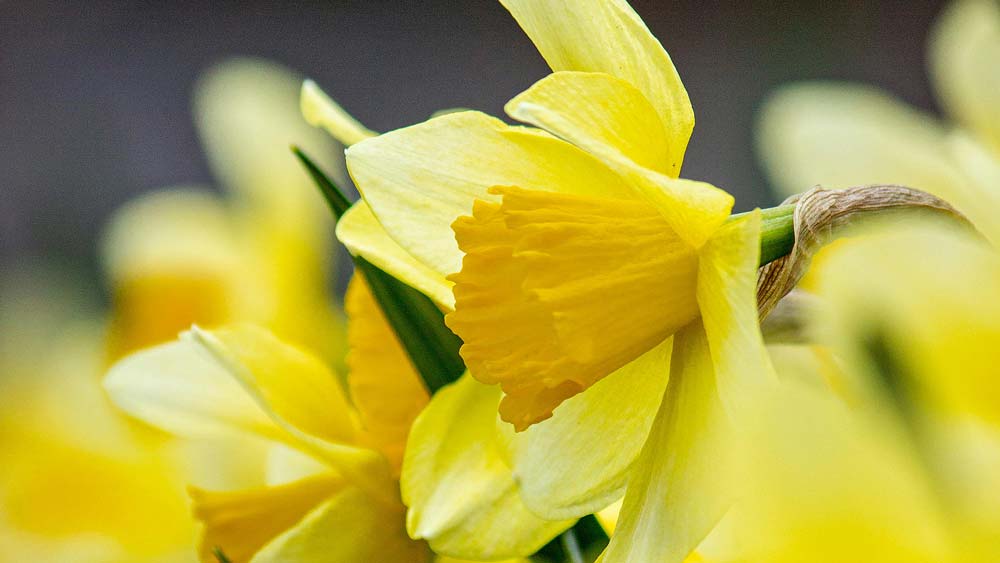 Close up of a bright yellow daffodil